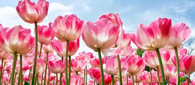 Horoskop for  Lørdag 7 Marts 2026