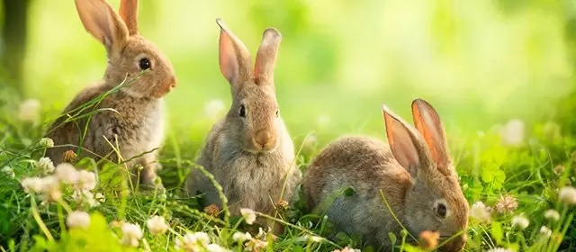 Horoskop for  Onsdag 15 April 2026