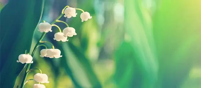 Horoskop for Torsdag 1 Maj 2025