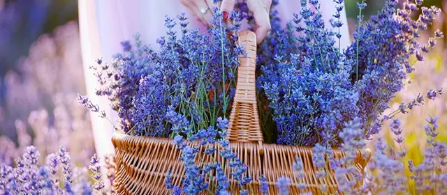 Horoskop for Onsdag 11 Juni 2025