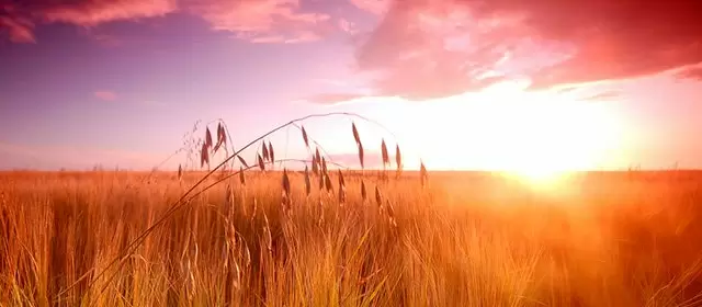 Horoskop for Fredag 1 August 2025