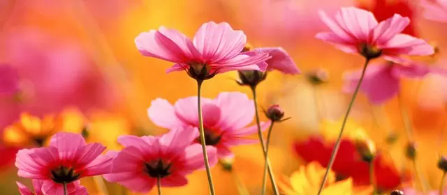 Horoskop for Mandag 1 September 2025