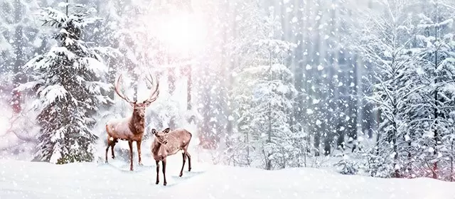 Horoskop for  Onsdag 17 December 2025